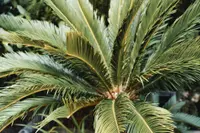 Cycas revoluta leaves