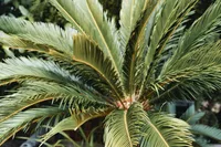 Cycas revoluta leaves