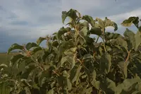 wolf-apple