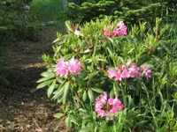 Catawba rhododendron