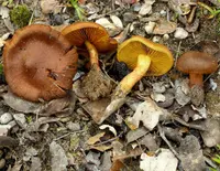 saffron webcap (Cortinarius croceus) plant