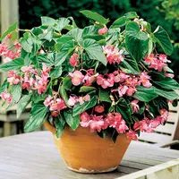 Begonia Dragon Wing® Pink in the pot