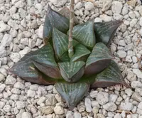 Haworthia retusa