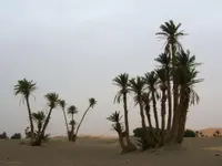 date palm