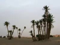 date palm
