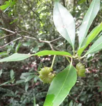 Florida anisetree