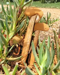 Sandy Stilt-puffball