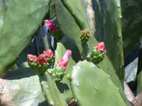 cochineal nopal cactus (Opuntia cochenillifera) plant