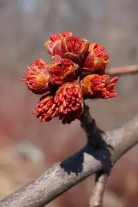 Freeman maple