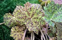 Rhizomatous Begonia