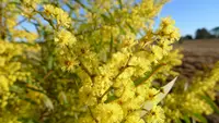 red-leaf wattle