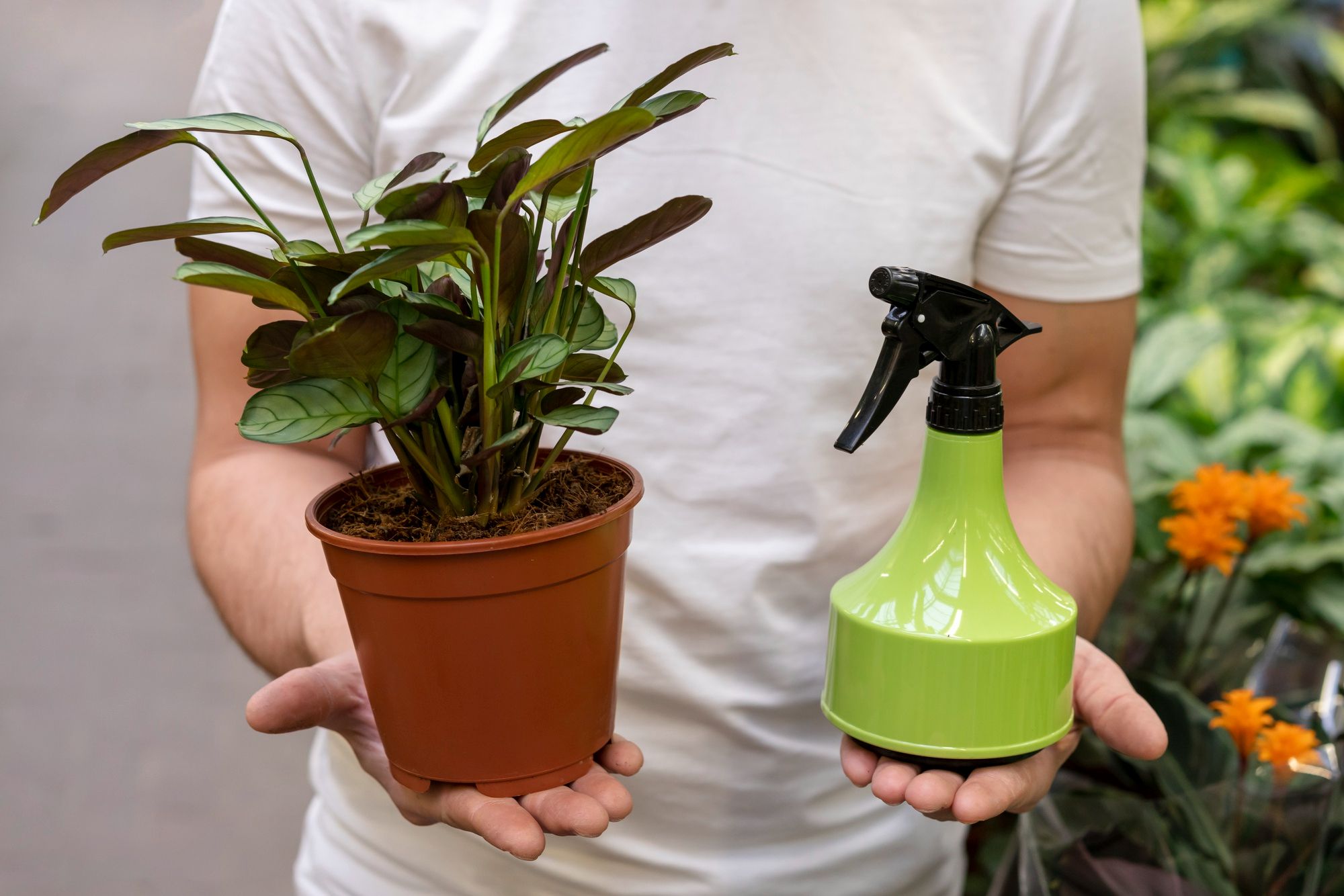 How to Mist Plants – Proper Technique