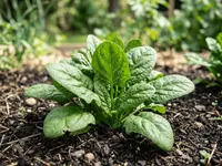 Spinach plant