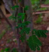 Mountain Albizia