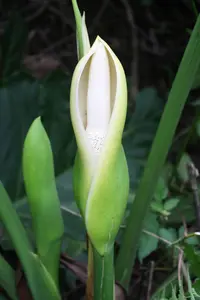 Thaumatophyllum undulatum
