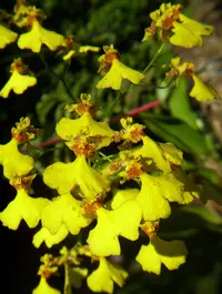 dancing ladies orchid