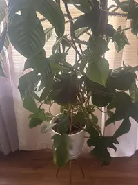 Philodendron squamiferum photo by a Botan App user