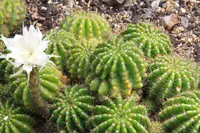 Echinopsis calochlora (Echinopsis calochlora) plant