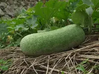 waxgourd