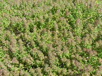 mother of thyme