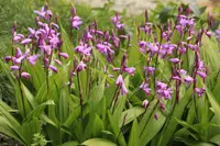 Bletilla striata blooms