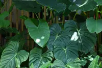 Heartleaf Philodendron