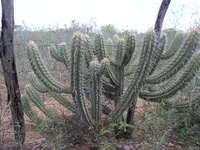 Pilosocereus collinsii (Pilosocereus collinsii) plant