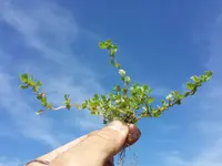 Slender parsley-piert