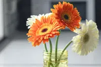 Gerbera jamesonii flowers