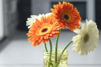 Gerbera jamesonii flowers