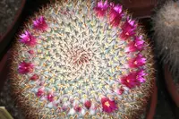 Mammillaria haageana