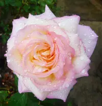 Hybrid Tea Rose (Rosa 'Peace') plant