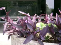 Purple Heart