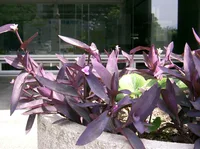 Purple Heart