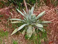 Agave guiengola