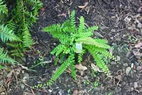 hairy false cloak fern (Hemionitis incana) plant