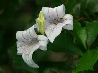 River bells