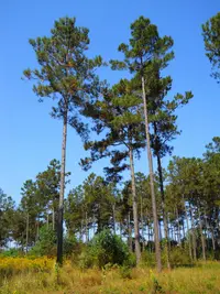 Loblolly Pine (Pinus taeda) plant