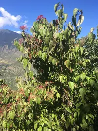 Viburnum mullaha (Viburnum mullaha) plant