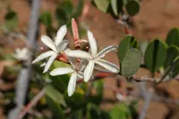 wild apricot
