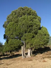 Spanish Juniper