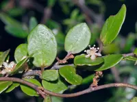 Muehlenbeckia complexa