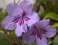 Streptocarpus primulifolius (Streptocarpus primulifolius) plant
