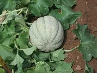 Charentais Melon