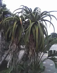 Dune Aloe (Aloe thraskii) plant