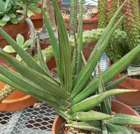 blue sansevieria