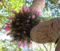 Tillandsia recurvifolia