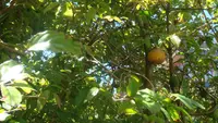 snuff-box tree