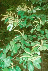 chinquapin