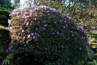 Rhododendron impeditum